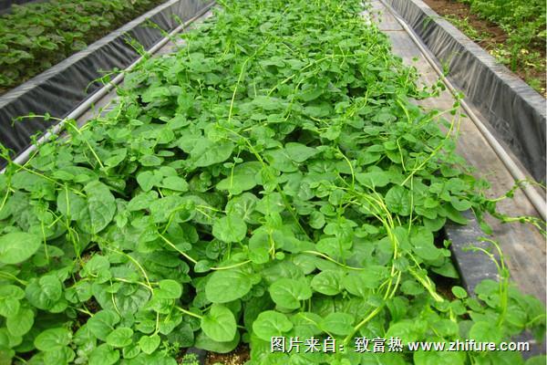 木耳菜圖片大全