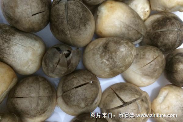 2018種草菇賺錢嗎？草菇種植的利潤(rùn)與投資成本及前景預(yù)測(cè)