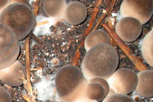 2018種草菇賺錢嗎？草菇種植的利潤與投資成本及前景預(yù)測