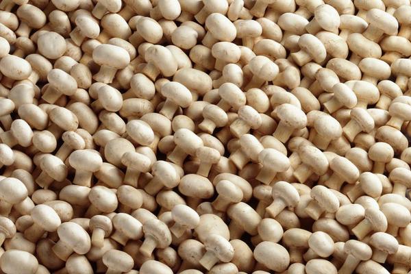 2018種草菇賺錢嗎？草菇種植的利潤與投資成本及前景預(yù)測