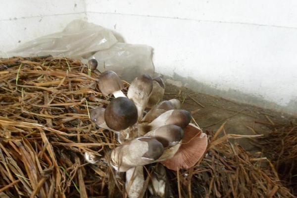 2018種草菇賺錢嗎？草菇種植的利潤與投資成本及前景預(yù)測