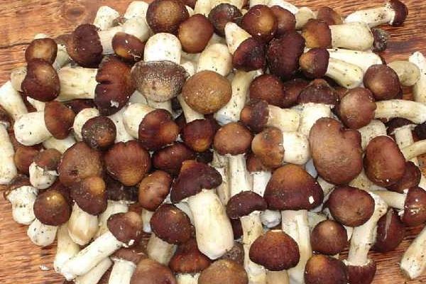 2018種草菇賺錢嗎？草菇種植的利潤與投資成本及前景預(yù)測