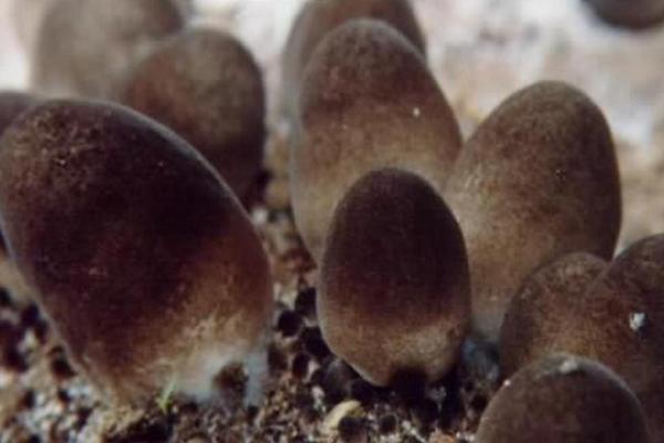 2018種草菇賺錢嗎？草菇種植的利潤與投資成本及前景預(yù)測