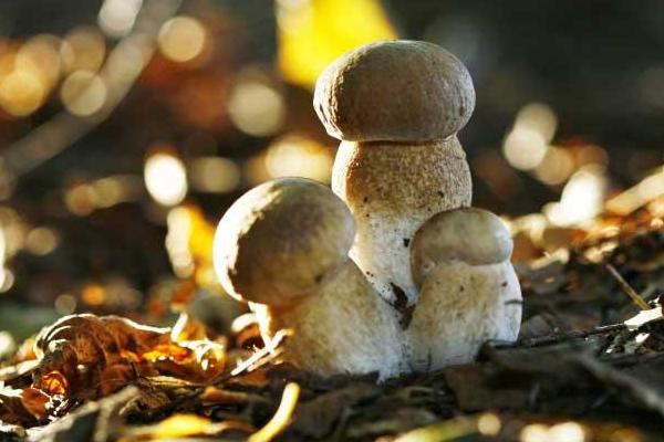 2018種草菇賺錢嗎？草菇種植的利潤與投資成本及前景預(yù)測