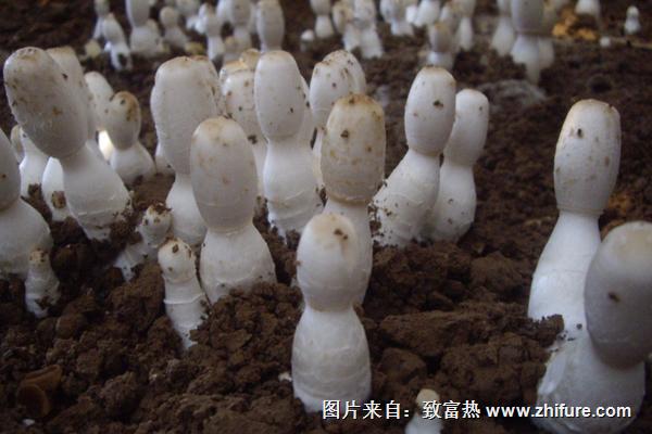 2018種雞腿菇賺錢嗎？雞腿菇種植的利潤與投資成本及前景預測