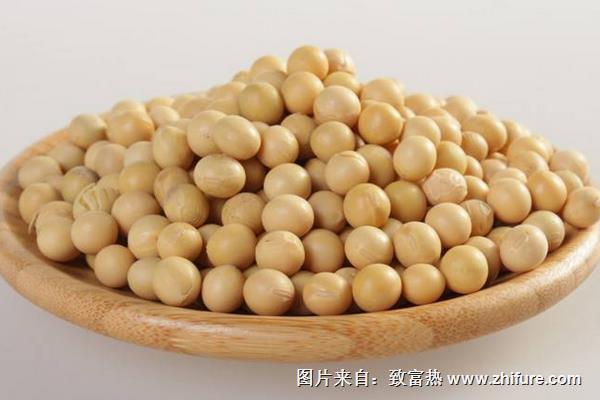 毛豆種子那個品種好