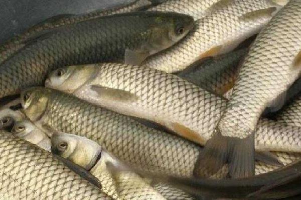 養(yǎng)一畝草魚能賺多少錢？養(yǎng)草魚的成本和利潤