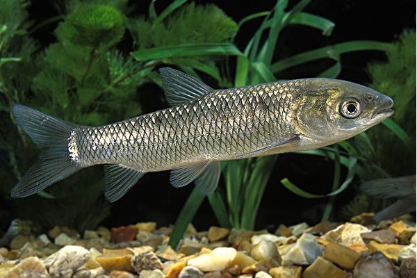 養(yǎng)一畝草魚能賺多少錢？養(yǎng)草魚的成本和利潤