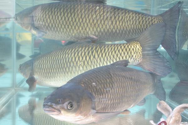 養(yǎng)一畝草魚能賺多少錢？養(yǎng)草魚的成本和利潤