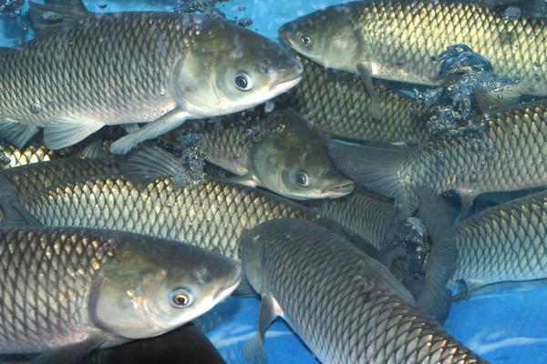 養(yǎng)一畝草魚能賺多少錢？養(yǎng)草魚的成本和利潤