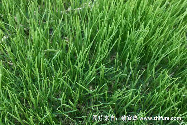 2018種黑麥草賺錢嗎?黑麥草種植的利潤與投資成本及前景預測