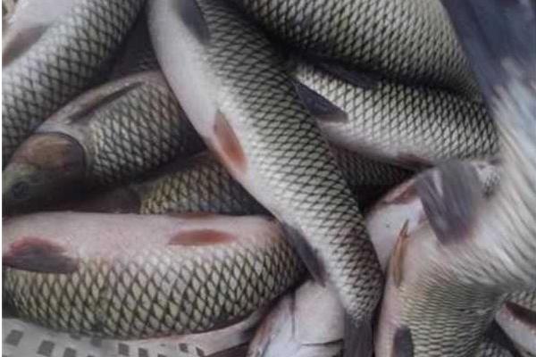 養(yǎng)一畝草魚能賺多少錢？養(yǎng)草魚的成本和利潤