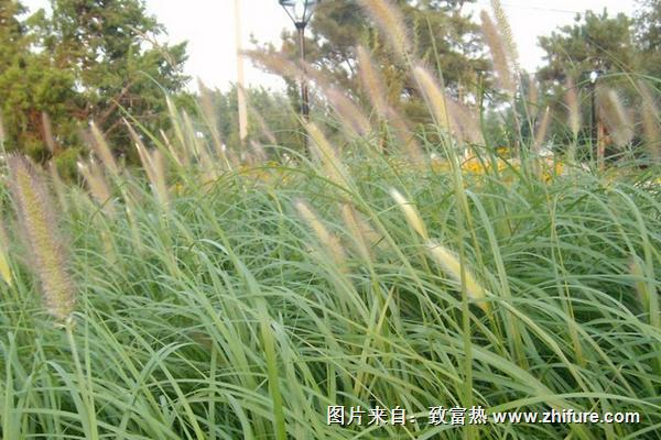 2018種狼尾草賺錢嗎?狼尾草種植的利潤與投資成本及前景預測