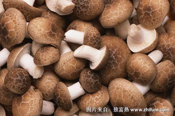 2018種香菇賺錢嗎？香菇種植的利潤與投資成本及前景預測
