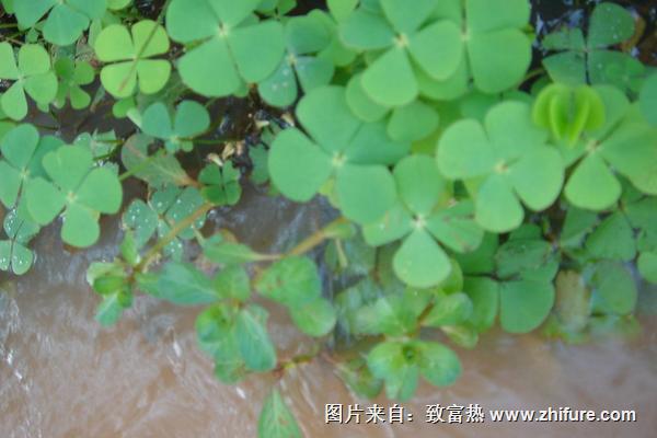 2018種苜蓿草賺錢嗎？苜蓿草種植的利潤與投資成本及前景預(yù)測