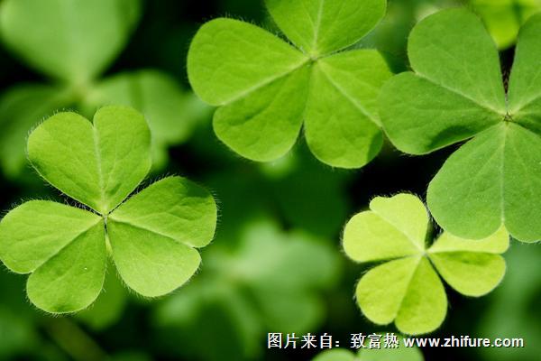 2018種三葉草賺錢嗎?三葉草種植的利潤與投資成本及前景預(yù)測