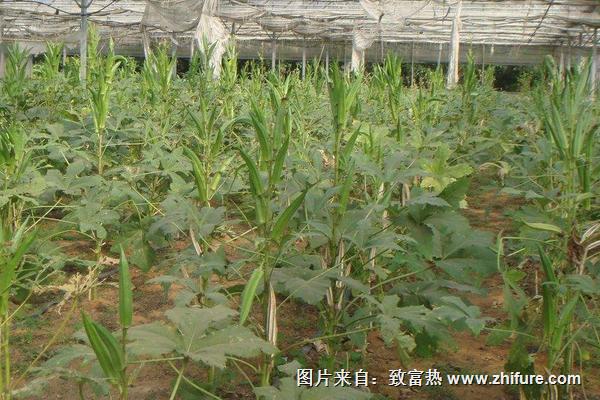 黃秋葵怎么種植