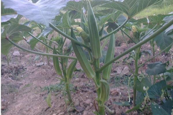 黃秋葵怎么種植