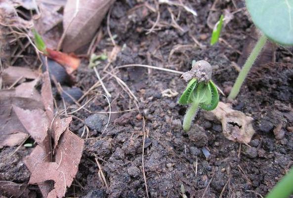 黃秋葵怎么種植