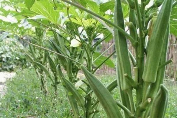 黃秋葵怎么種植