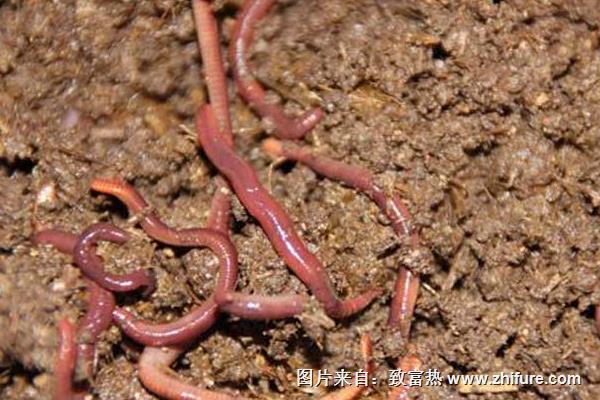 家里怎么養蚯蚓