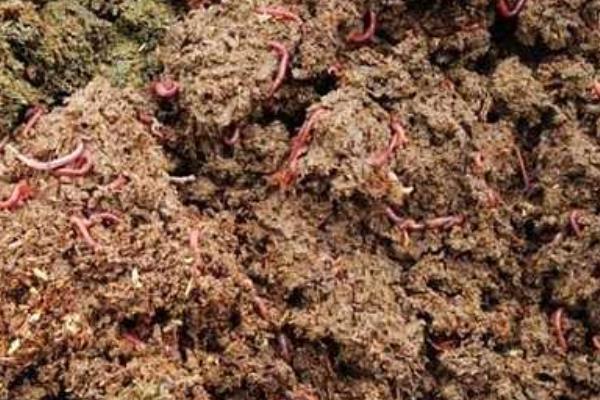 家里怎么養蚯蚓