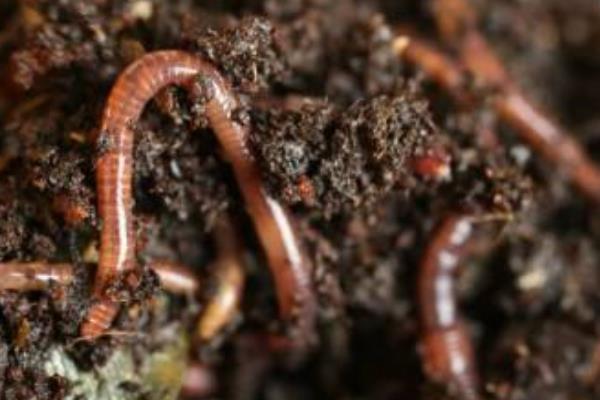 家里怎么養蚯蚓