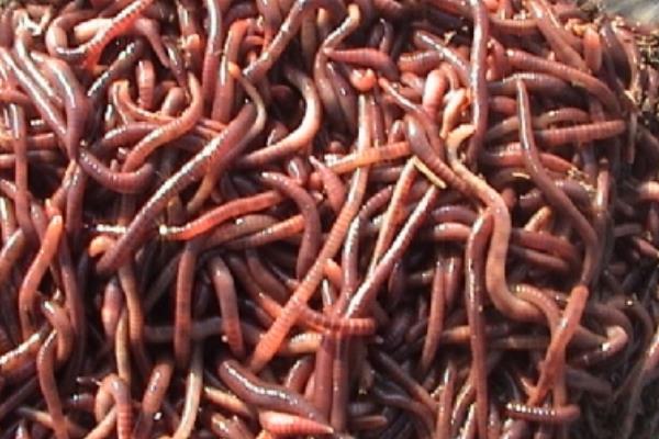 家里怎么養蚯蚓