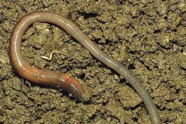 家里怎么養蚯蚓