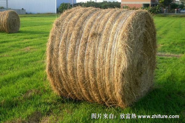 2018種牧草賺錢嗎？牧草種植的利潤與投資成本及前景預測