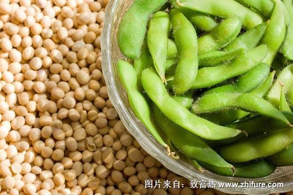 毛豆和黃豆一樣嗎