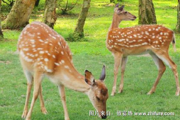 養鹿的成本與利潤