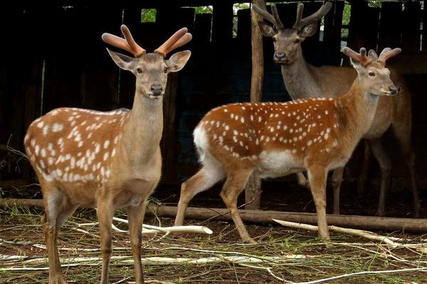 養鹿的成本與利潤