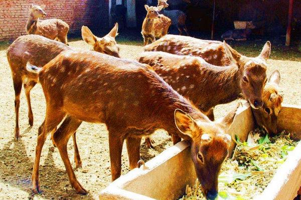 養鹿的成本與利潤