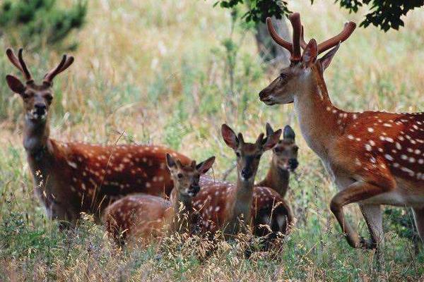 養鹿的成本與利潤