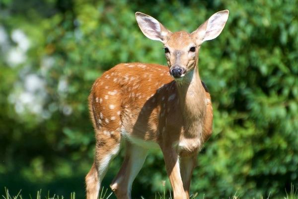 養鹿的成本與利潤