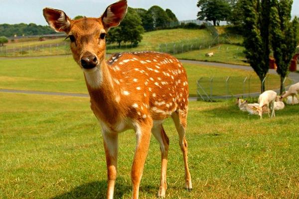 養鹿的成本與利潤