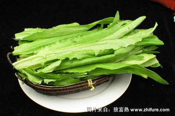 油麥菜怎么做好吃