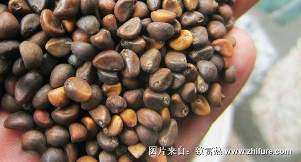 空心菜種子價(jià)格多少錢一斤