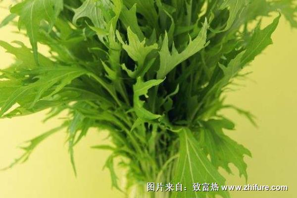 雪菜價(jià)格多少錢(qián)一斤