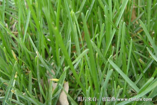 2018種早熟禾賺錢嗎？早熟禾種植的利潤與投資成本及前景預測