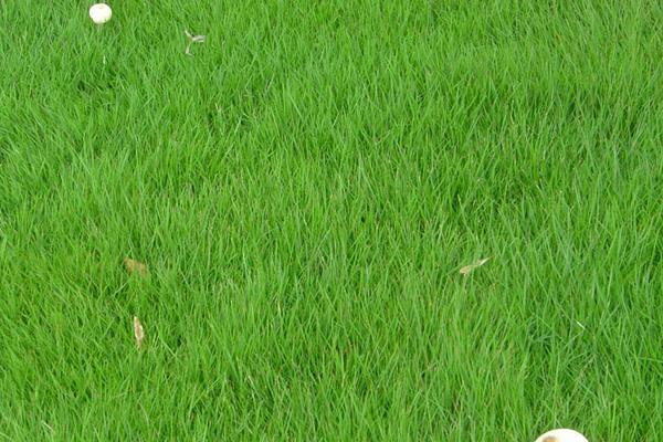 2018種早熟禾賺錢嗎？早熟禾種植的利潤與投資成本及前景預(yù)測