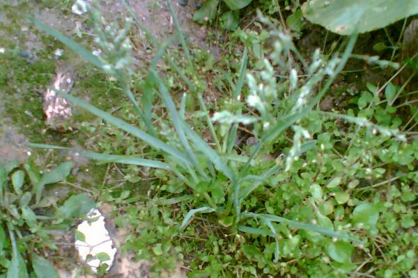 2018種早熟禾賺錢嗎？早熟禾種植的利潤與投資成本及前景預(yù)測