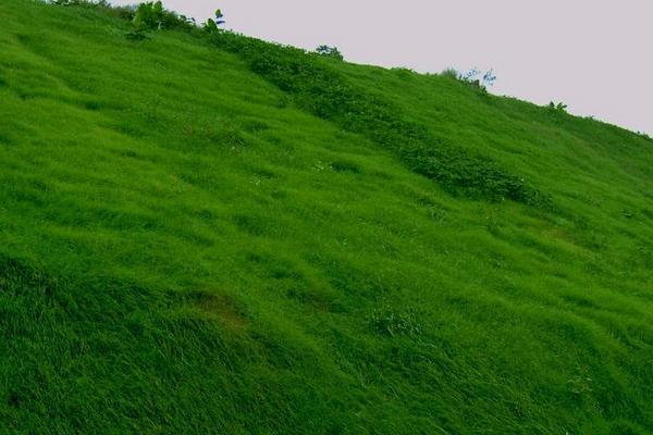 2018種早熟禾賺錢嗎？早熟禾種植的利潤與投資成本及前景預(yù)測