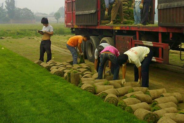 2018種早熟禾賺錢嗎？早熟禾種植的利潤與投資成本及前景預(yù)測