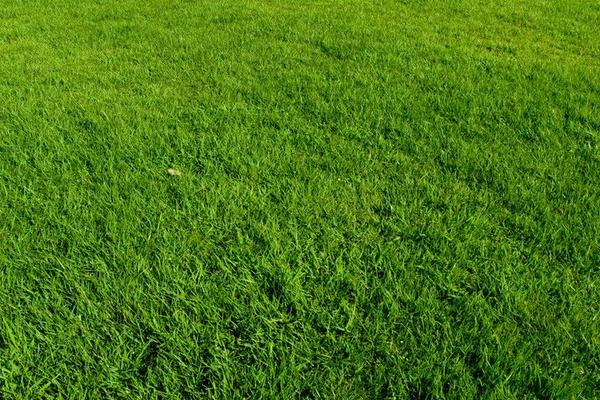 2018種早熟禾賺錢嗎？早熟禾種植的利潤與投資成本及前景預(yù)測