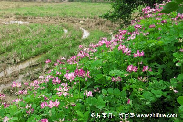 2018種紫云英賺錢嗎？紫云英種植的利潤與投資成本及前景預測