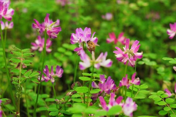 2018種紫云英賺錢(qián)嗎？紫云英種植的利潤(rùn)與投資成本及前景預(yù)測(cè)