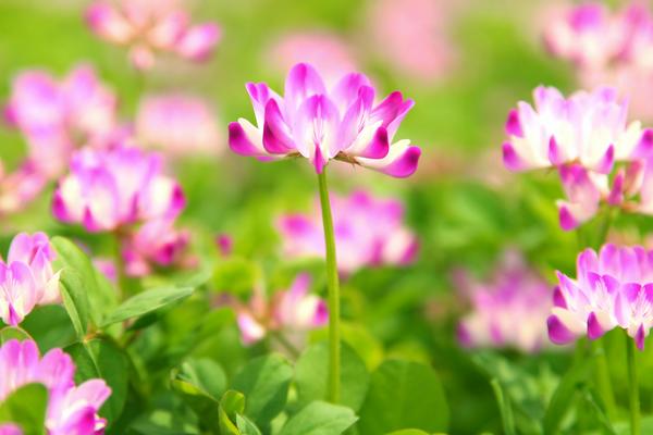 2018種紫云英賺錢(qián)嗎？紫云英種植的利潤(rùn)與投資成本及前景預(yù)測(cè)