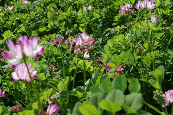 2018種紫云英賺錢(qián)嗎？紫云英種植的利潤(rùn)與投資成本及前景預(yù)測(cè)